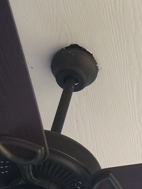 Hornet nest front door